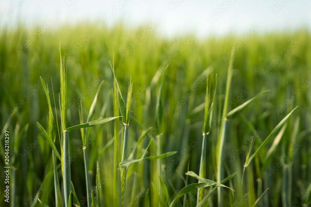 Obraz premium Wheat. A field with green ears of wheat. Agricultural industry. Planting and harvesting. 