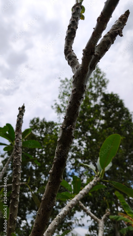 Fototapeta premium trees that are starting to lose their leaves