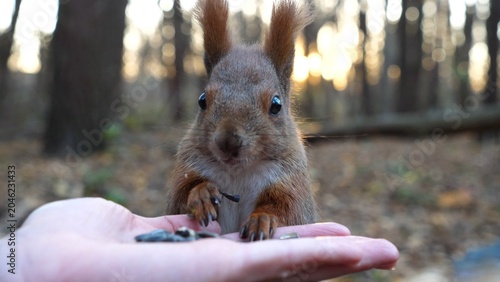 Fotografie Cute rodent eating food from hand of young girl at forest