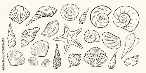 Fotografia Collection Of Seashells And Starfish Detailed Sketch Style Illustration