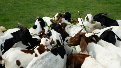 Bild auf Leinwand A herd of Boer goats competing for fresh branches and foliage in a green pasture