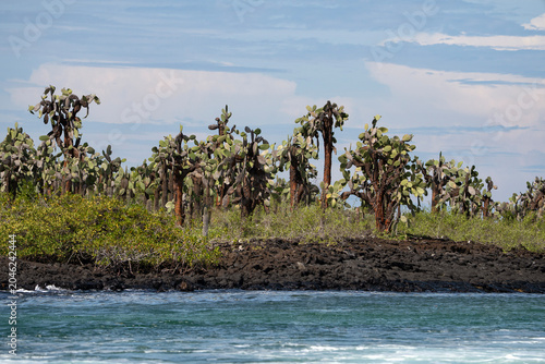 Galapagos, beautiful landscape with giant cactuses