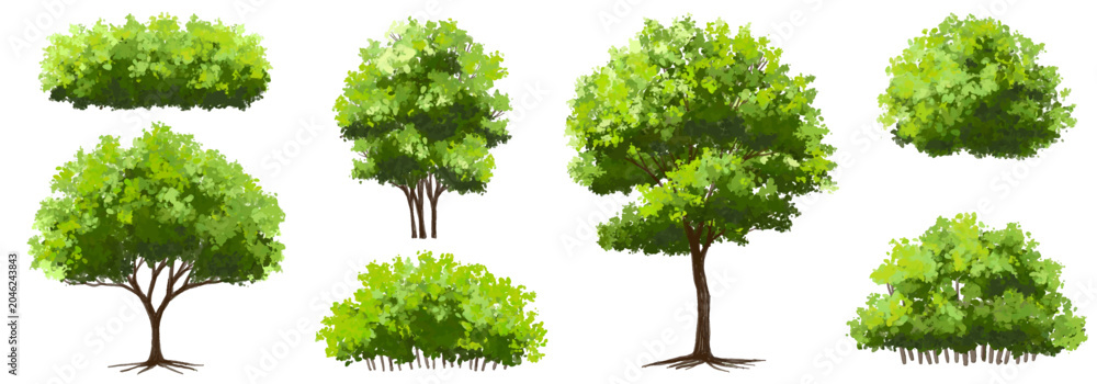 Fototapeta premium Vector watercolor of tree side view isolated on white background for landscape and architecture drawing, elements for environment and garden, painting botanical for section 