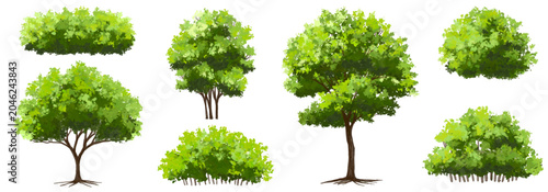Vector watercolor of tree side view isolated on white background for landscape and architecture drawing, elements for environment and garden, painting botanical for section	