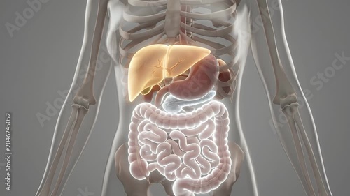Human digestive system anatomical visualization with internal organs