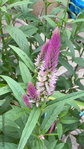 Close-up of a pink wildflower with a tiny insect resting on its petals, gently swaying in the breeze, showcasing delicate beauty, biodiversity, and a peaceful natural environment.