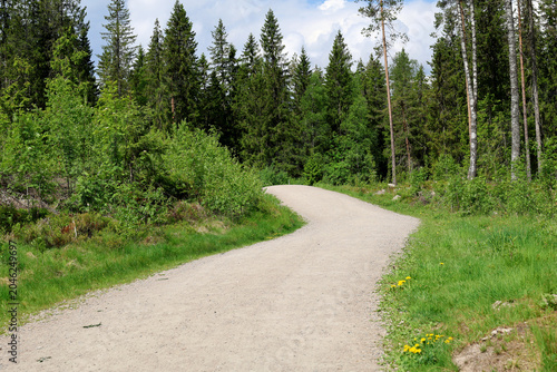 Path in the forest