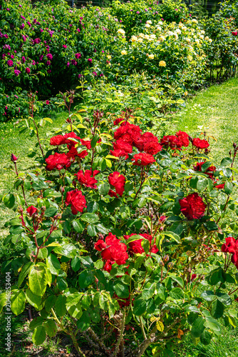 Prominent Red Roses