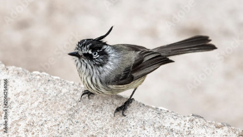 Tufted Tit-Tyrant Perched on Rock Showing Distinctive Crest and Pale Eyes