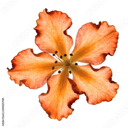 Orange flower isolated on transparent background,