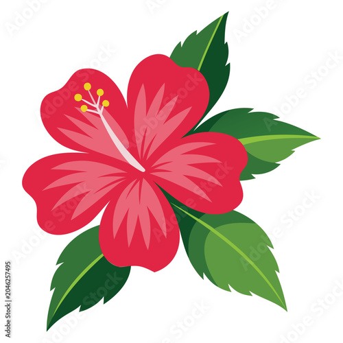 red flower isolated