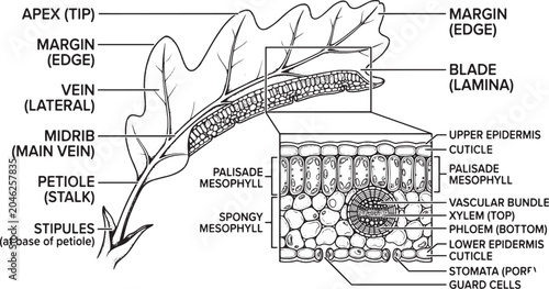 Schilderij op canvas Oak Leaf Anatomy Diagram, Microscopic Structure Detailed scientific illustration