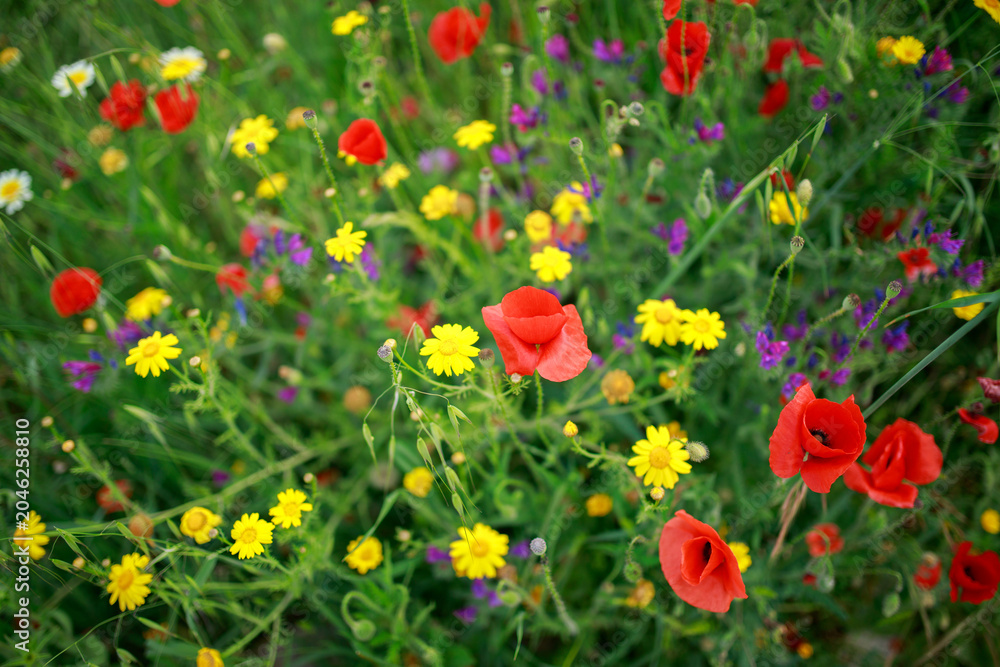Fototapeta premium Red poppies bloom among variety of grasses in wild flowering meadow, beautiful summer natural background in Andalusia.