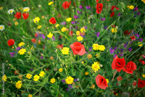 Red poppies bloom among variety of grasses in wild flowering meadow, beautiful summer natural background in Andalusia.