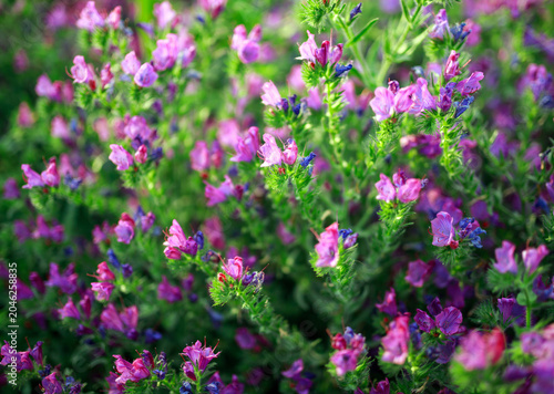 Purple plants, flowers in wild field, close-up at sunset, beautiful summer natural backdrop in Andalusia
