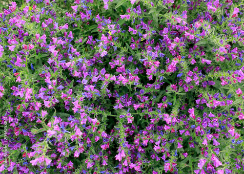 Purple plants, flowers in wild field, close-up at sunset, beautiful summer natural backdrop in Andalusia.