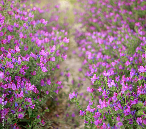 Purple plants, flowers in wild field, close-up at sunset, beautiful summer natural backdrop in Andalusia.
