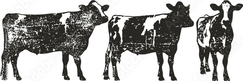 Three vintage cow silhouettes in black and white with different standing poses