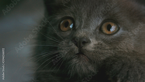 Foto Close up portrait of a cute grey kitten with big amber eyes looking away curious