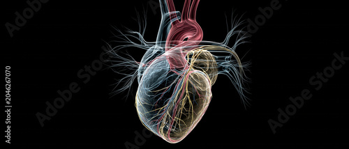 Heart anatomy illustration human organ scientific medical artery vein network 3d rendering dark background glowing line art abstract chaos pulse