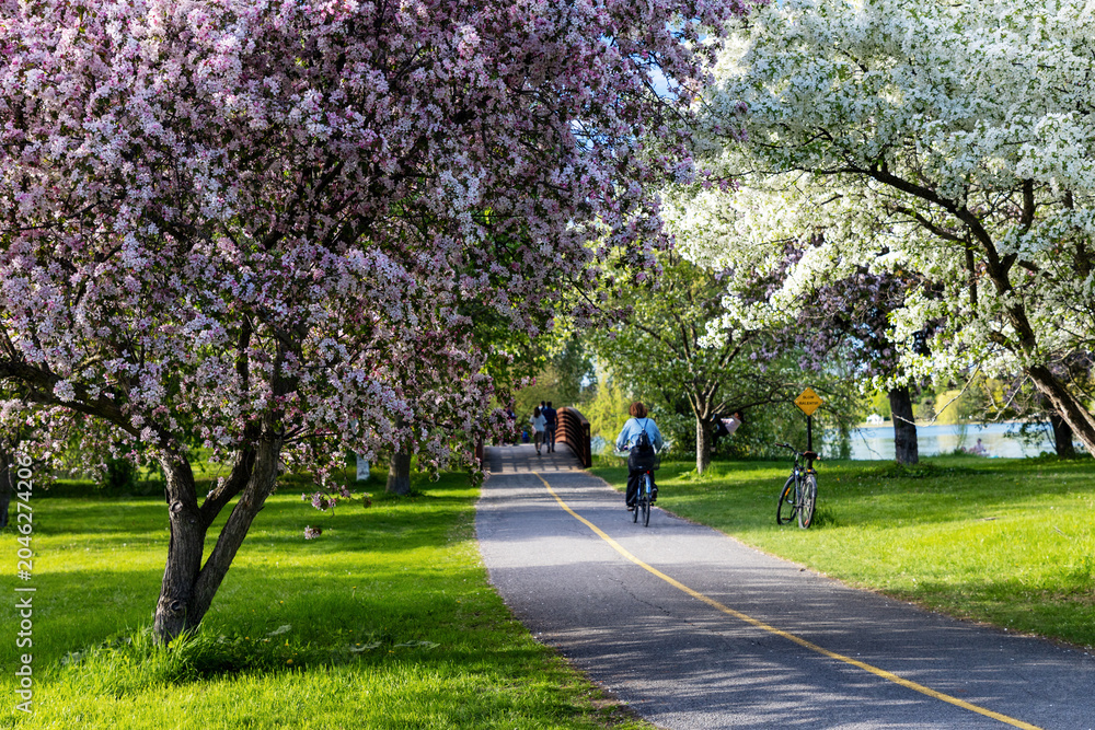 Naklejka premium Cyclist riding bike on trail with blooming spring trees in park. Pathway in Dominion Arboretum in Ottawa, Canada.