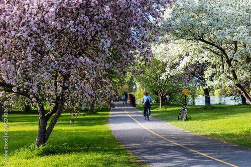 Cyclist riding bike on trail with blooming spring trees in park. Pathway in Dominion Arboretum in Ottawa, Canada.