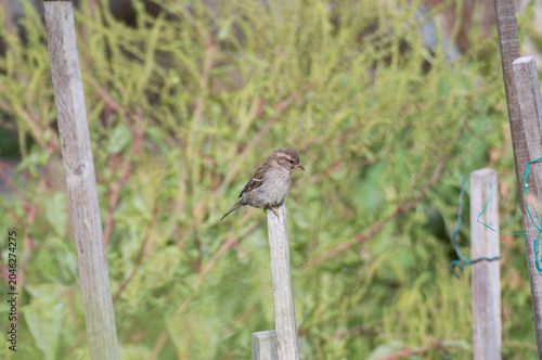 House sparrow perched on a wooden post