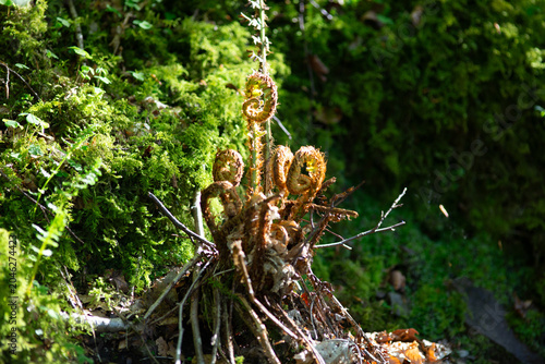 Fern Frond in the Lake District
