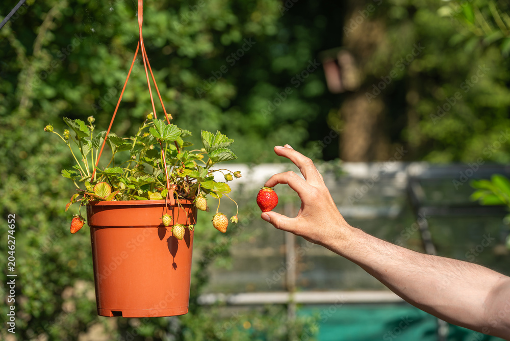 Ταπετσαρία Hand picks fresh ripe strawberry from the pot hanging in the garden, organic hom