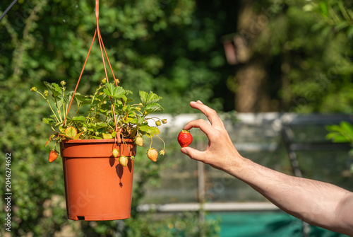 Fotografi Hand picks fresh ripe strawberry from the pot hanging in the garden, organic hom