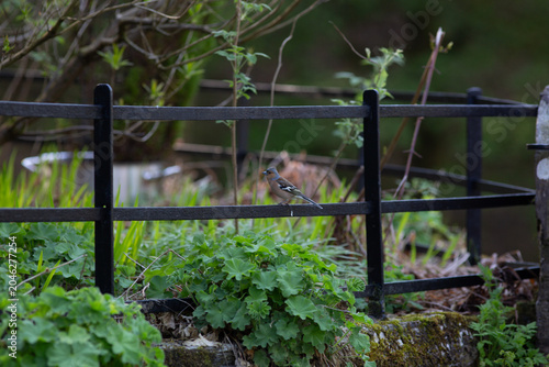 Jay Perched on a Fence in the Lake District