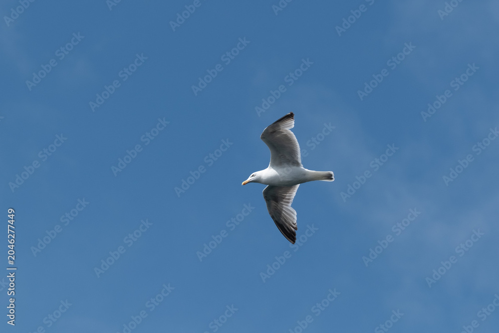 Obraz premium Meeresvogel