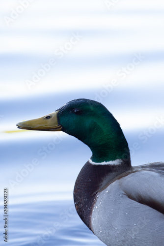 Mallard Duck in the Lake District