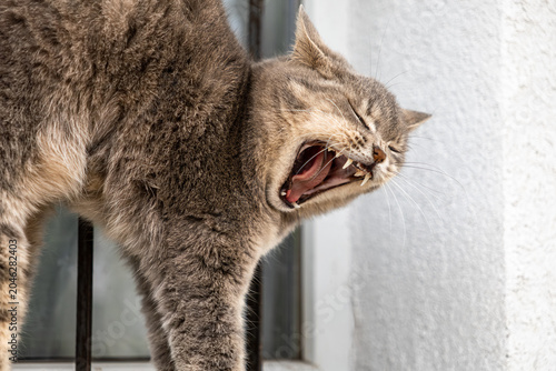 Gray tabby cat yawning widely with eyes closed while standing by a window, conveying a sense of relaxed domestic comfort and sleepy behavior in an indoor pet lifestyle environment