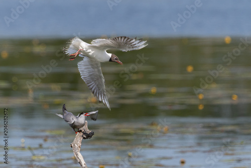 Mouette en vol
