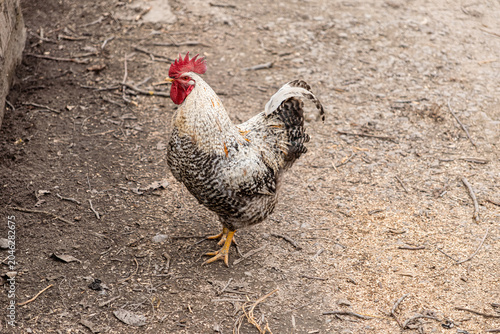 Spotted rooster standing on a dirt ground at a farmyard, displaying its vibrant red comb and patterned plumage for rural agriculture, livestock, and traditional poultry study concepts