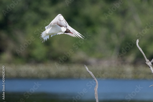 Mouette en vol