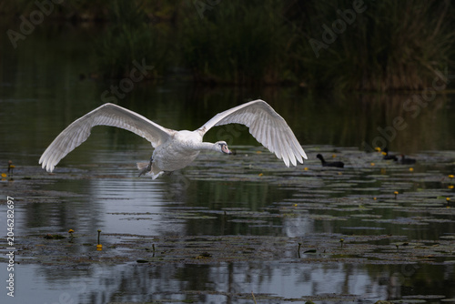 Cygne en vol