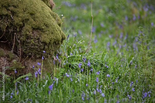 Bluebells in the Lake District
