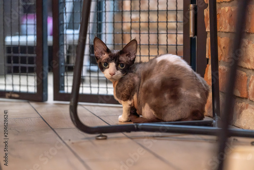 Φωτογραφία Devon Rex Cat Sitting Under Chair Indoor Pet Behavior and Mood Concept