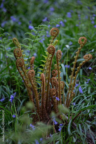 Ostrich Fern (Matteuccia struthiopteris) in a Bluebell Glade - Lake District