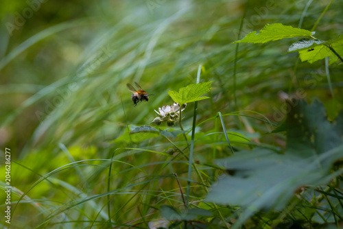 Bild auf Leinwand Aufnahme einer wildbiene, im anflug auf eine Blüte.