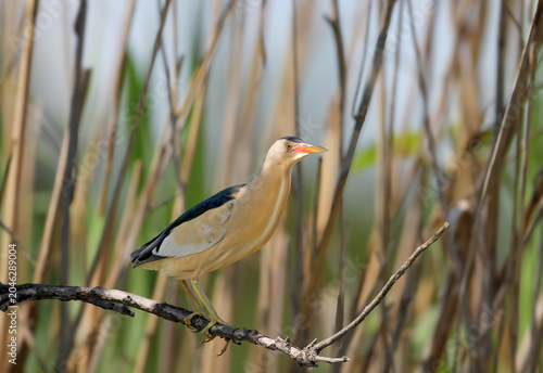Fotografía An adult male Little Bittern (Ixobrychus minutus) with a dark black back perched on a dry branch among tall, dense reedbeds