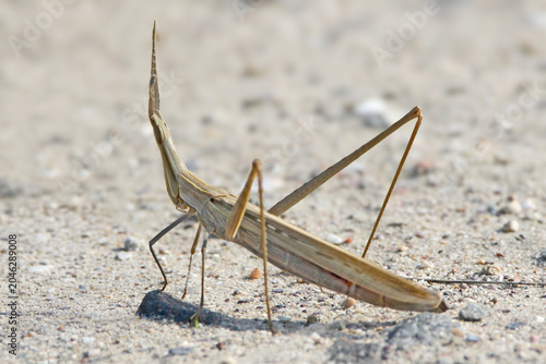 Foto Macro profile view of a tan Mediterranean Slant-faced Grasshopper (Acrida ungarica) standing on fine, light-colored sand