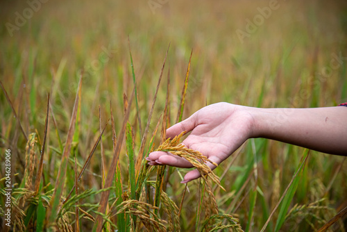 A Person Touching Golden Rice Stalks In A Cultivated Paddy Field At Harvest Time
