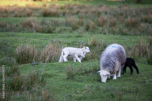 Lambs in the Lake District Grassland