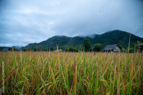 Golden Rice Plants Growing In An Agricultural Field With Misty Mountain Scenery Under A Cloudy Sky