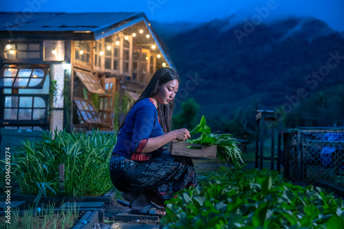 Young Woman Harvesting Fresh Organic Vegetables Into A Wooden Crate At Twilight In A Sustainable Local Garden