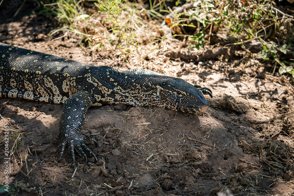 Fototapeta premium A monitor lizard lies under shrub shade in Chobe National Park, Botswana. Midday light highlights pebbled skin, pale speckles, claws, and elongated head.