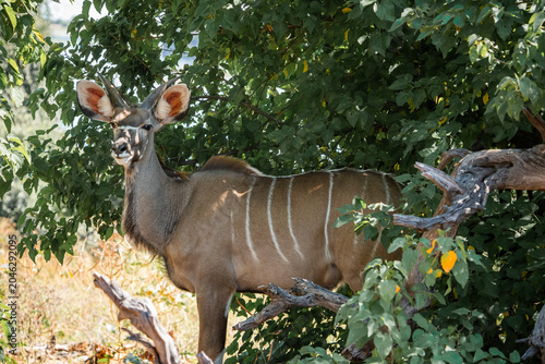 Foto A female greater kudu stands in Chobe National Park, Botswana, ears alert, pale flank stripes visible, pausing mid browse beside branches in sunlit riverine woodland